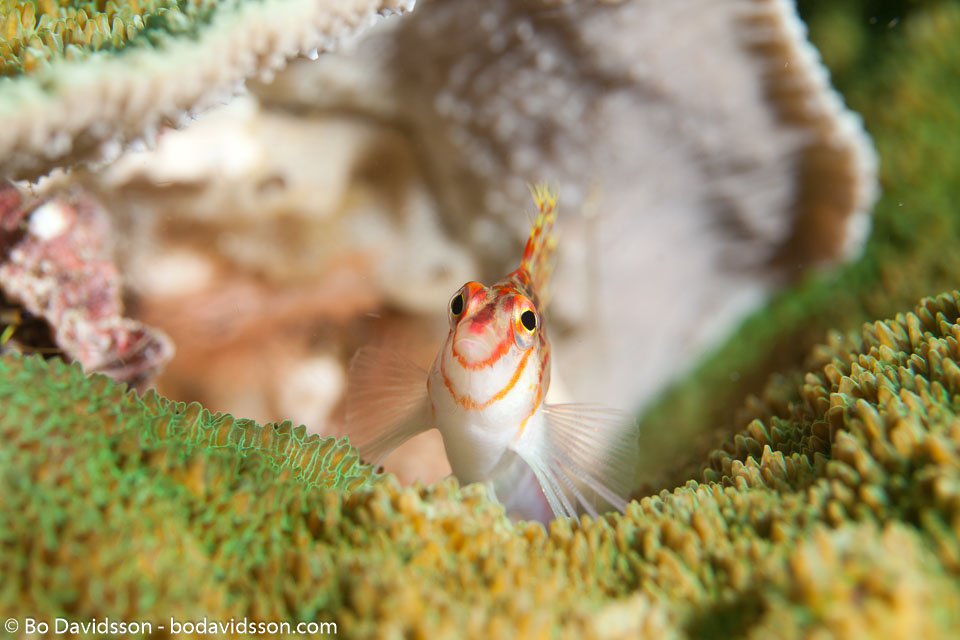 BD-111128-Raja-Ampat-5514-Cirrhitichthys-falco.-Randall.-1963-[Dwarf-hawkfish].jpg